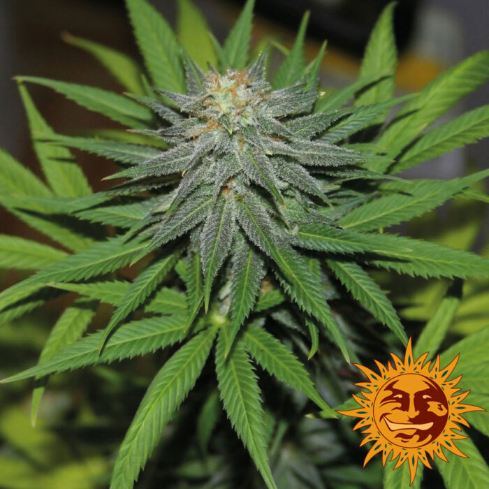 Pineapple Express Auto