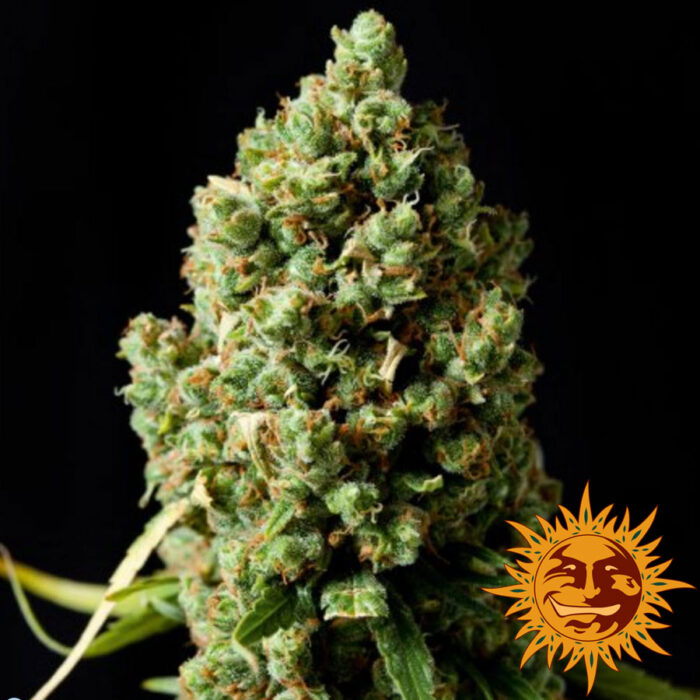 Pineapple Express Auto