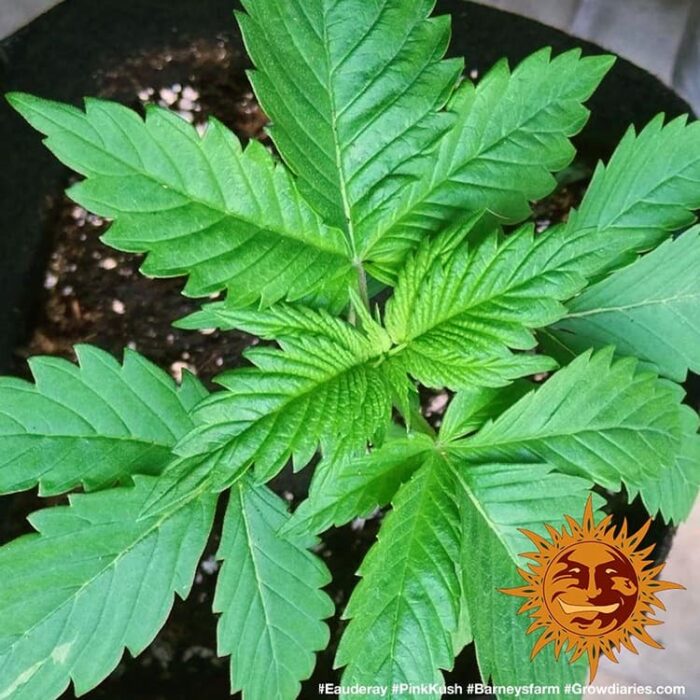 Pink Kush