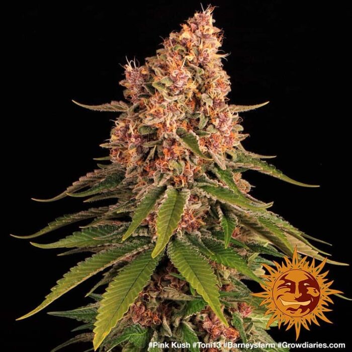Pink Kush