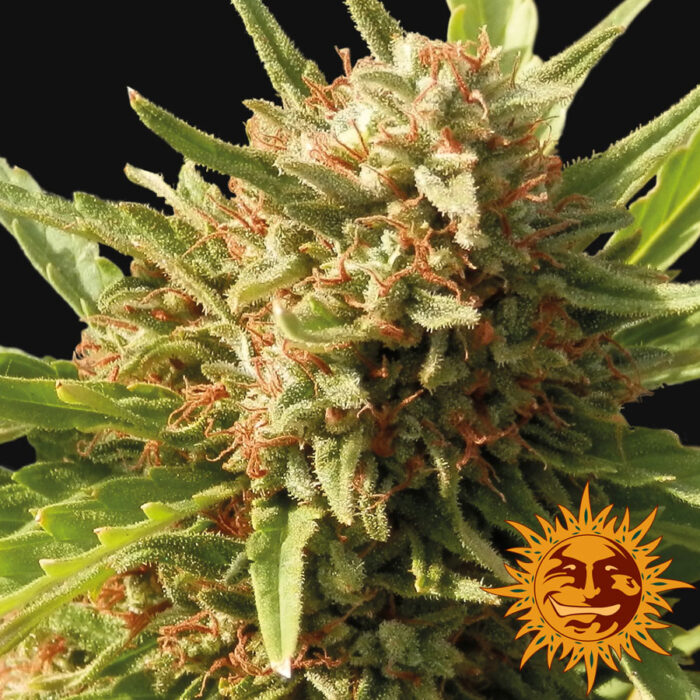 Red Cherry Berry