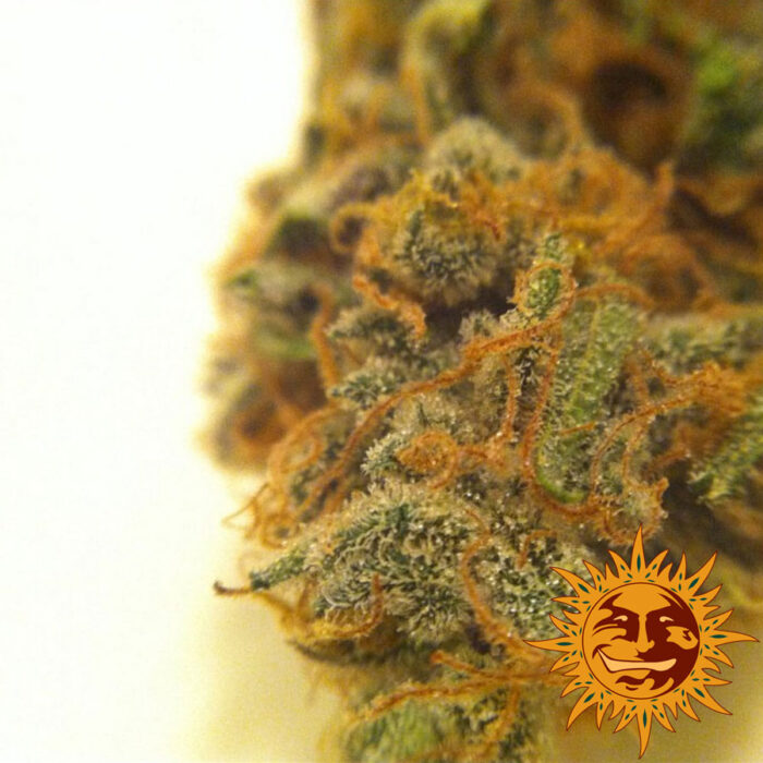 Red Cherry Berry
