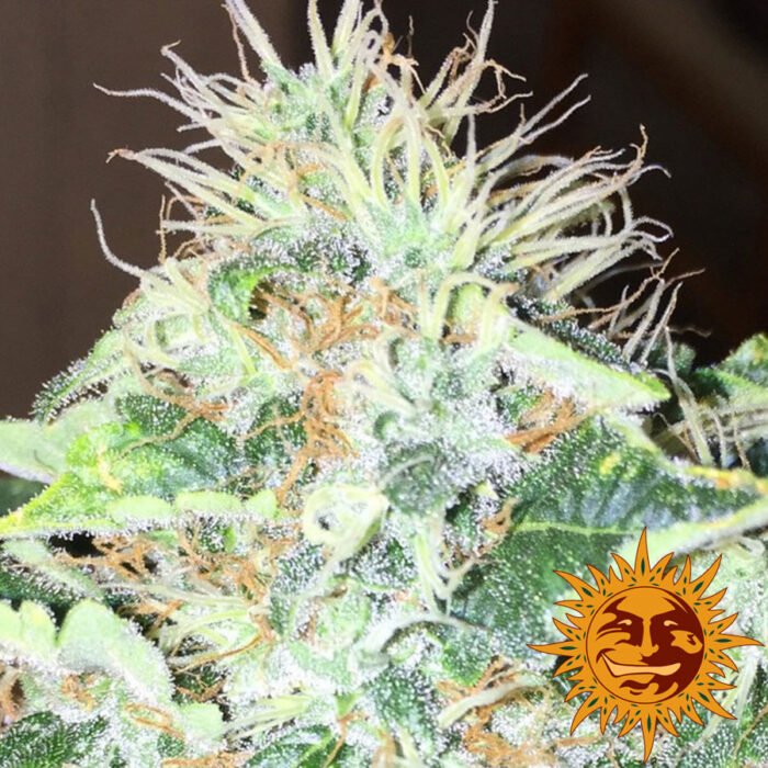Red Cherry Berry
