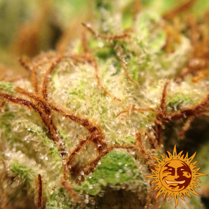 Red Diesel
