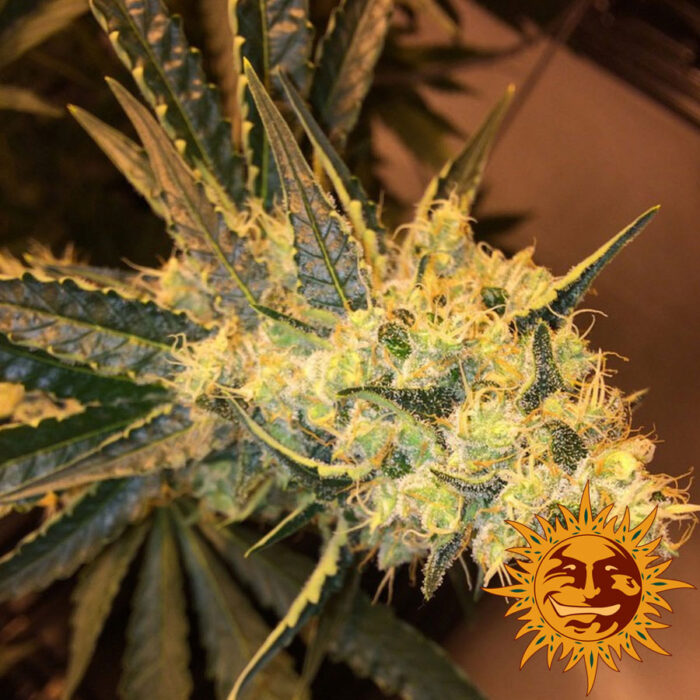 Red Diesel