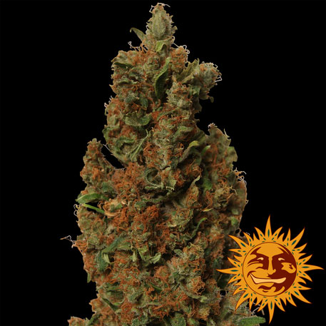 Red Diesel