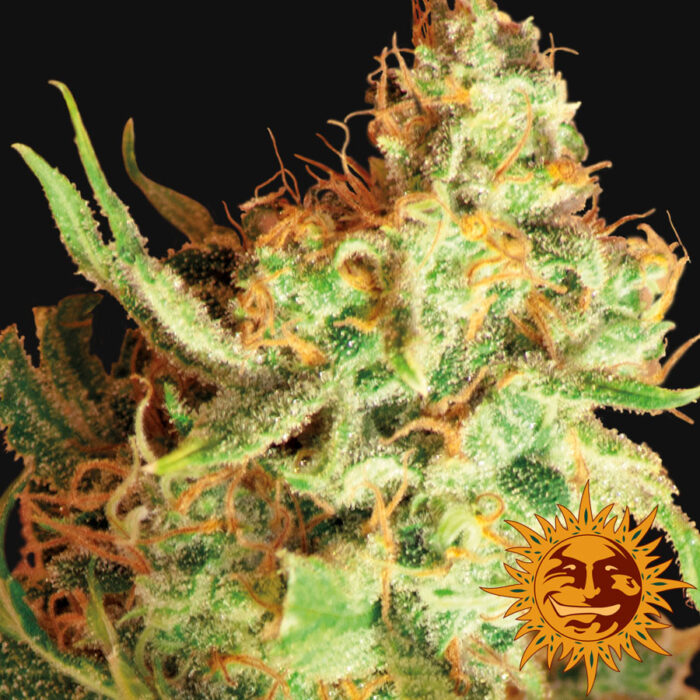 Red Dragon