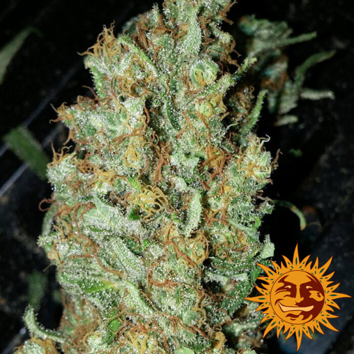 Red Dragon
