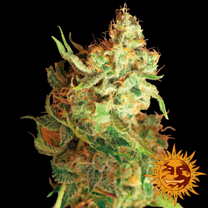 Red Dragon