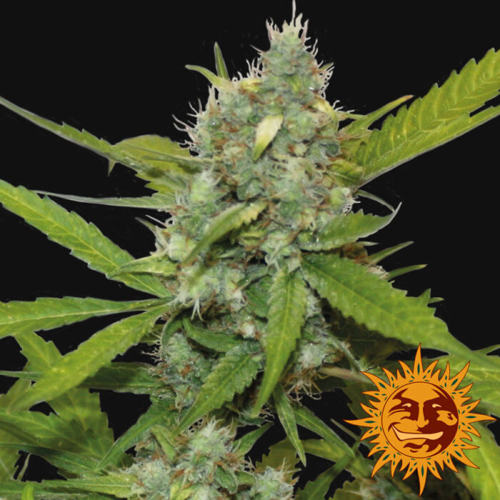 Sweet Tooth Auto