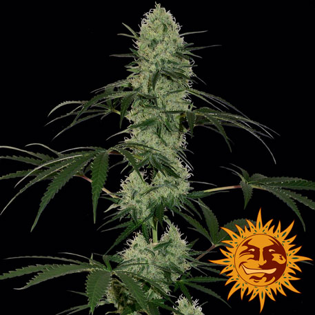 Tangerine Dream Auto