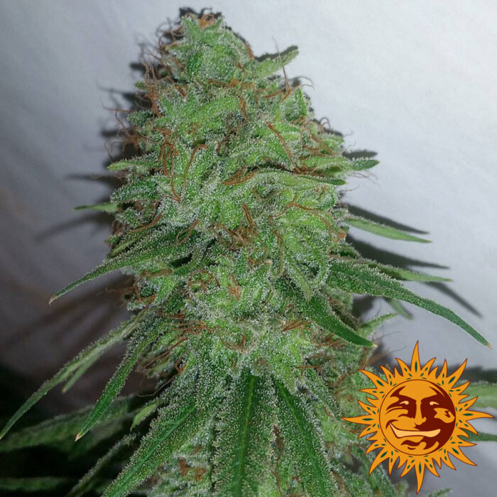 Tangerine Dream