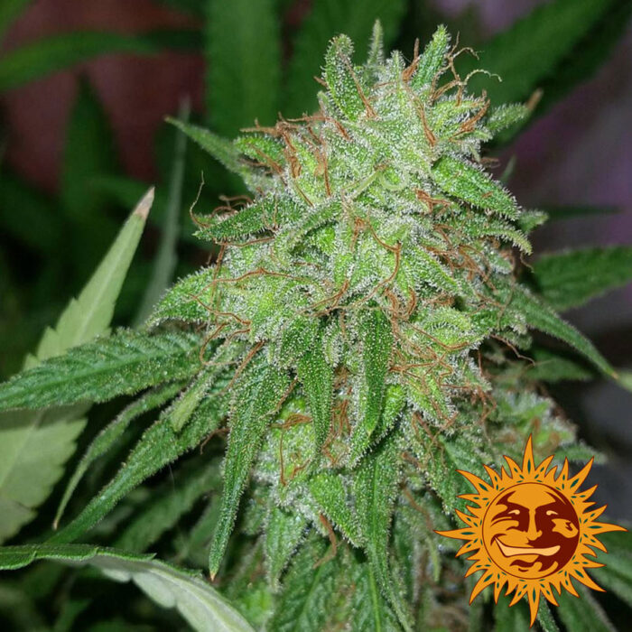 Tangerine Dream