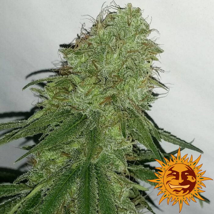 Tangerine Dream