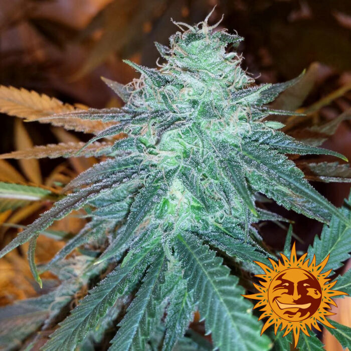 Triple Cheese