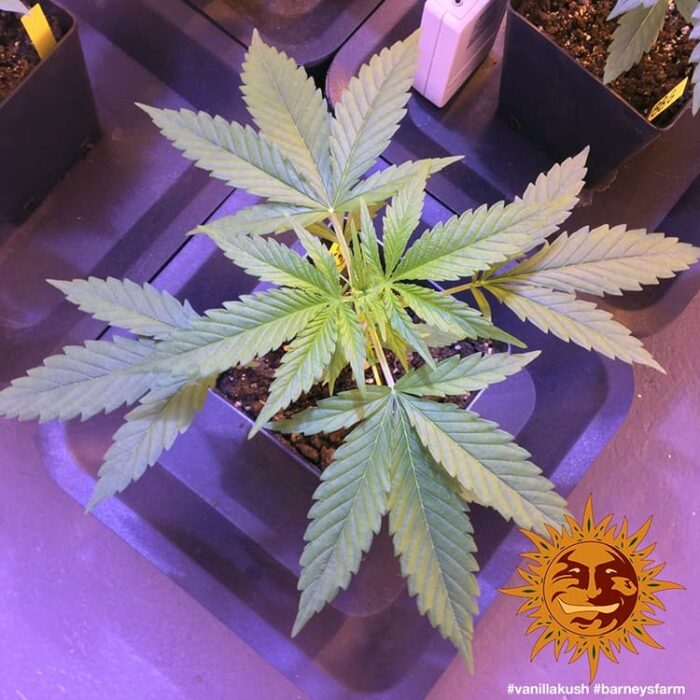 Utopia Haze