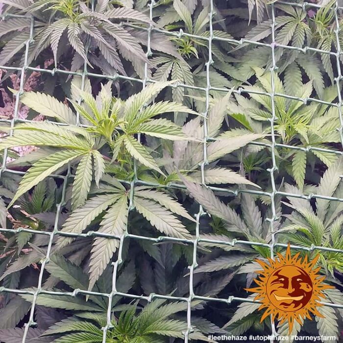 Utopia Haze