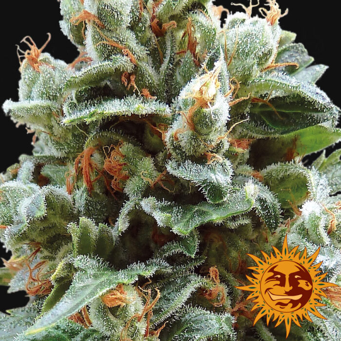 Vanilla Kush