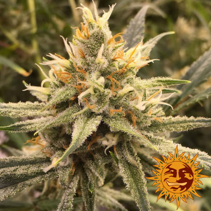 Vanilla Kush