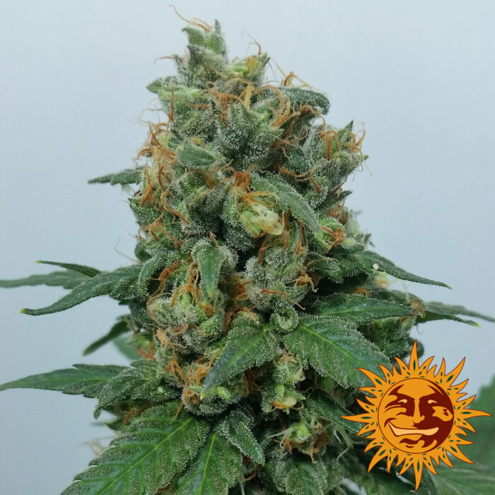 Vanilla Kush