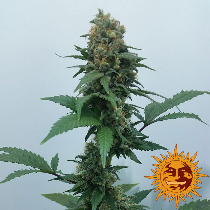 Vanilla Kush