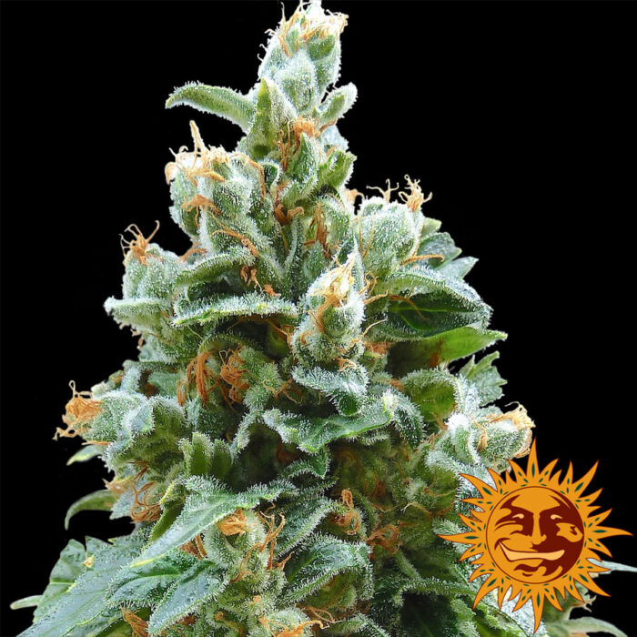 Vanilla Kush