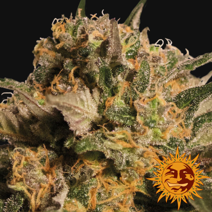 Violator Kush