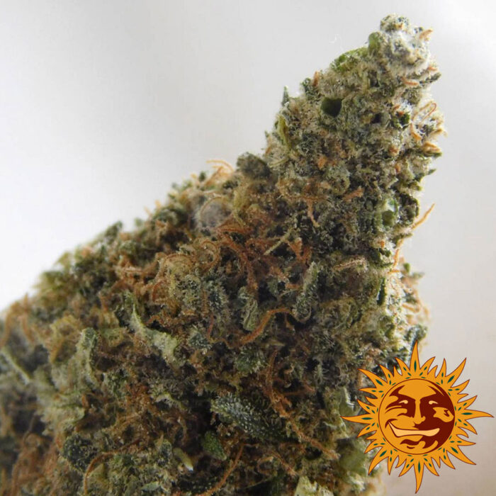 Violator Kush