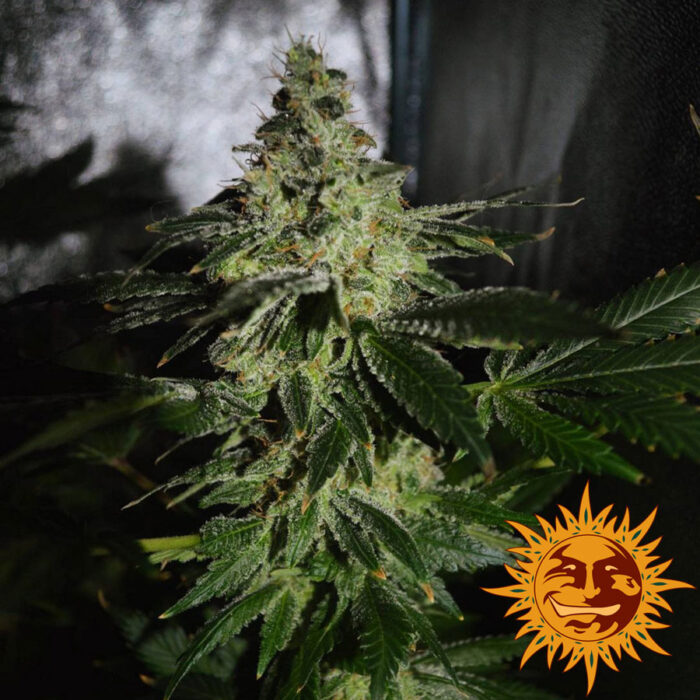 Violator Kush