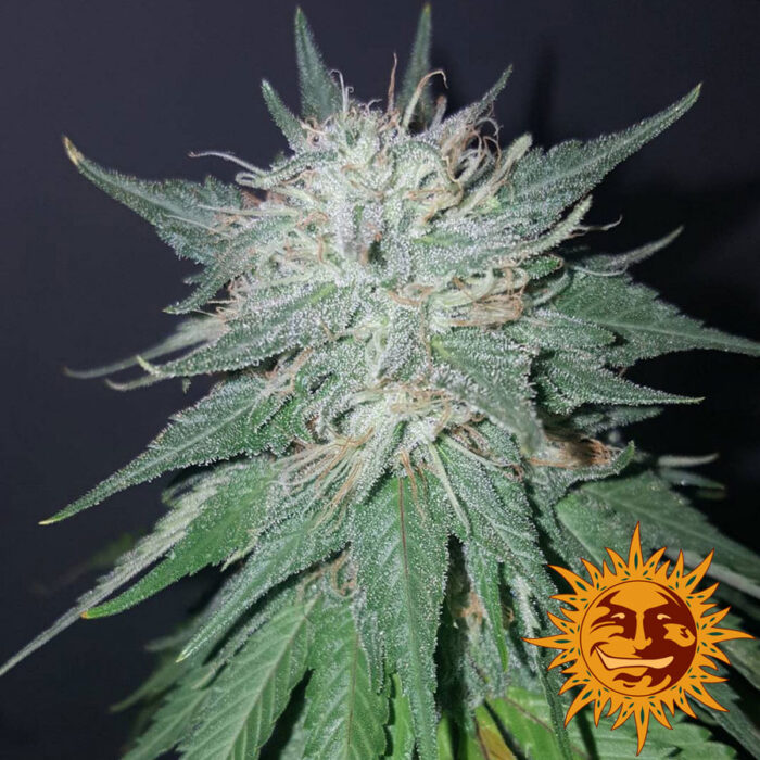 Violator Kush