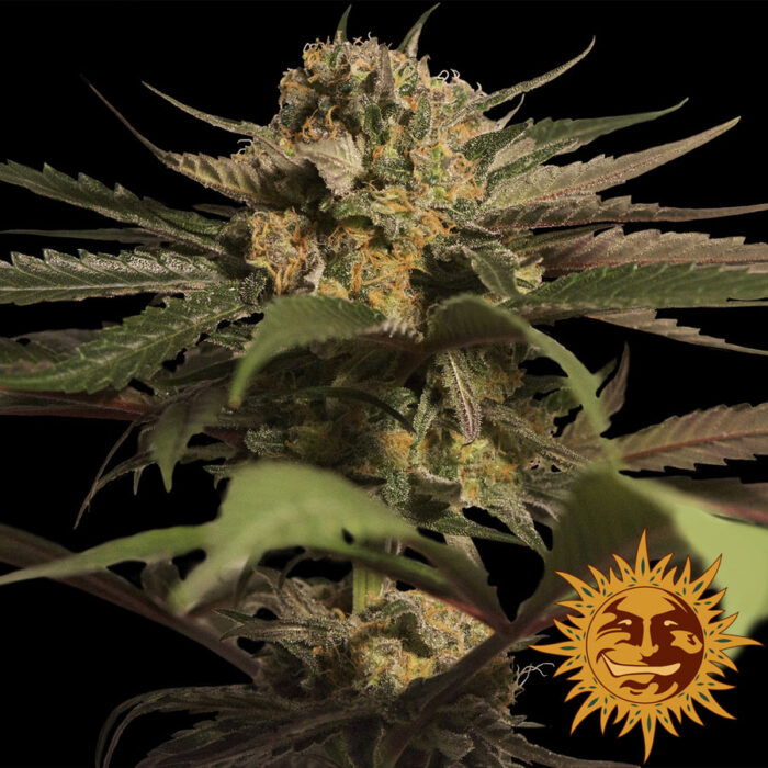 Violator Kush