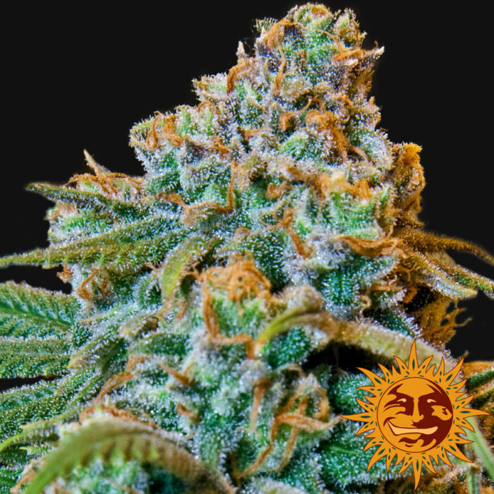 Liberty Haze