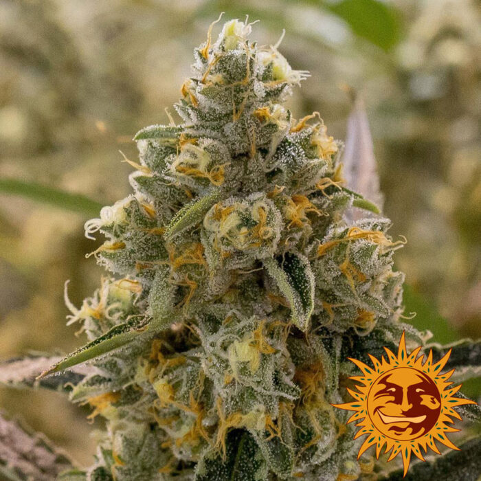 Liberty Haze