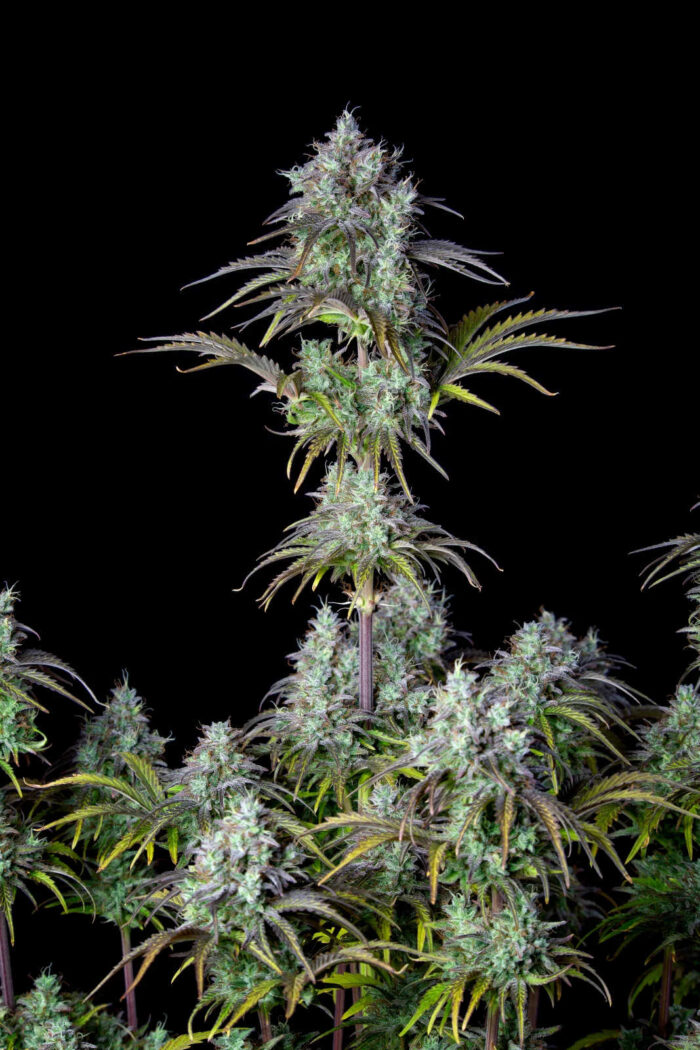 Big Bud Auto