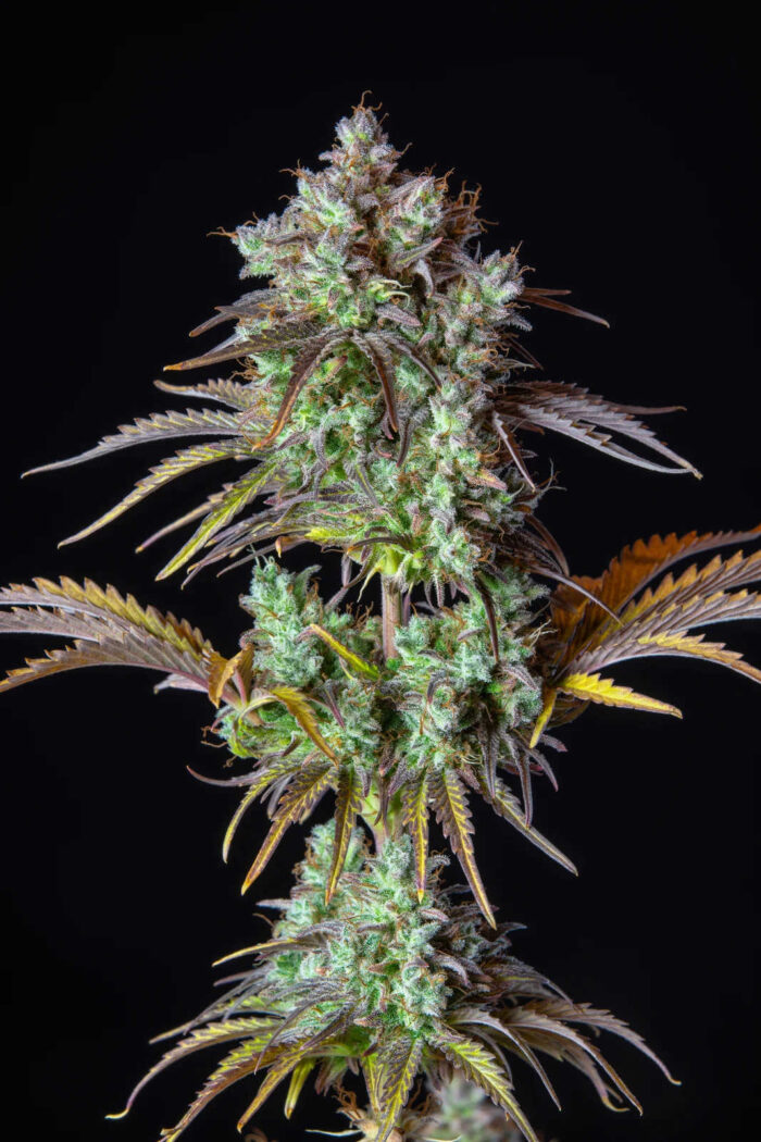 Big Bud Auto