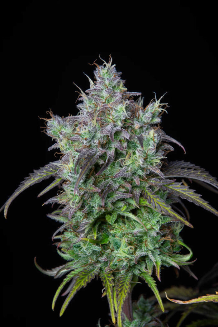 Big Bud Auto