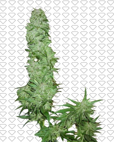 Early Skunk