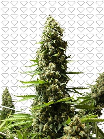 Easy Sativa