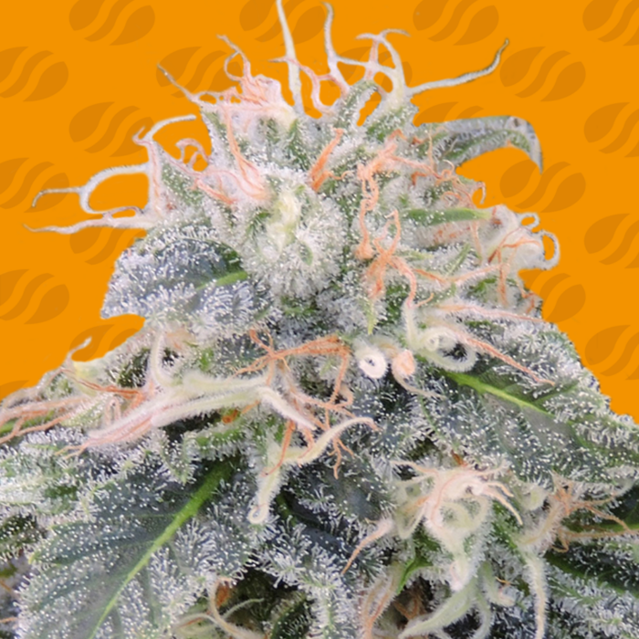 Black Ghost OG