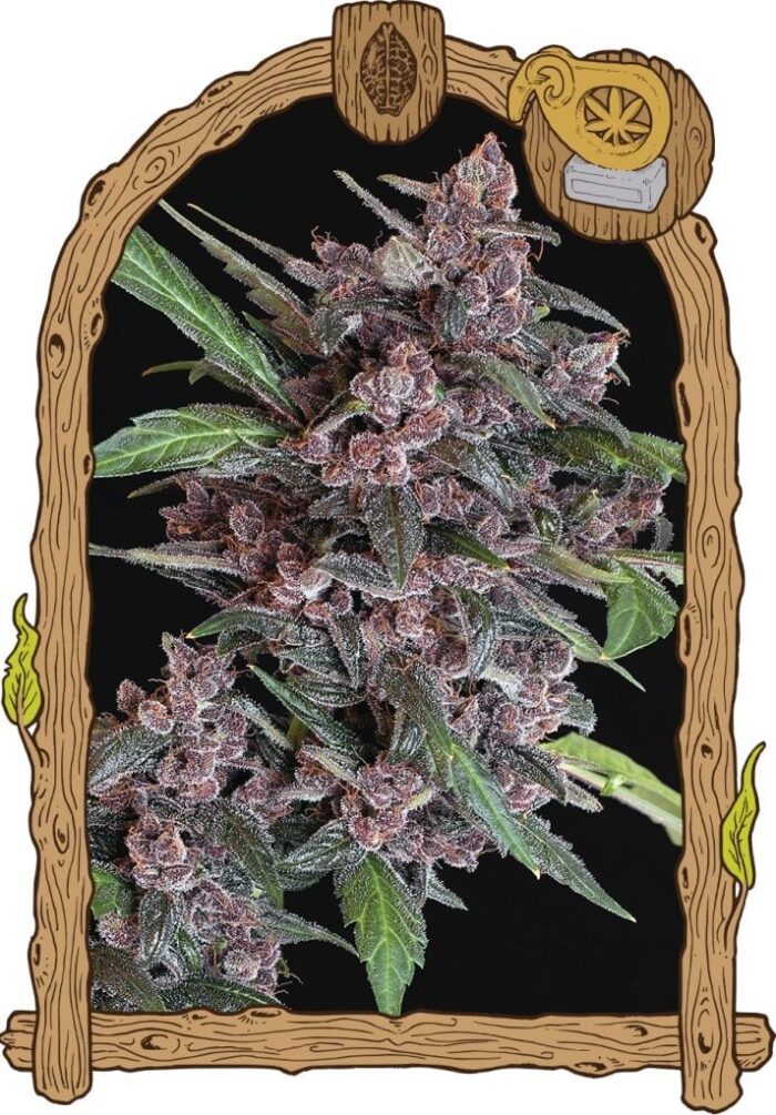 Black Lemon Auto