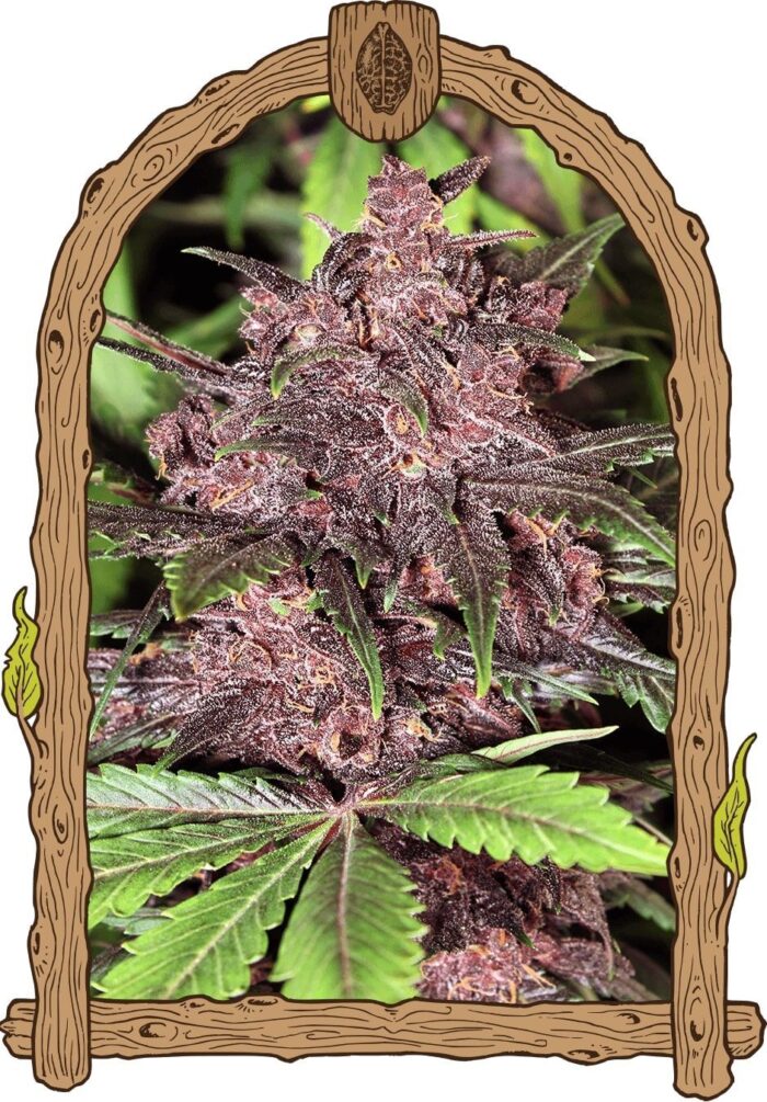 Black Haze Auto