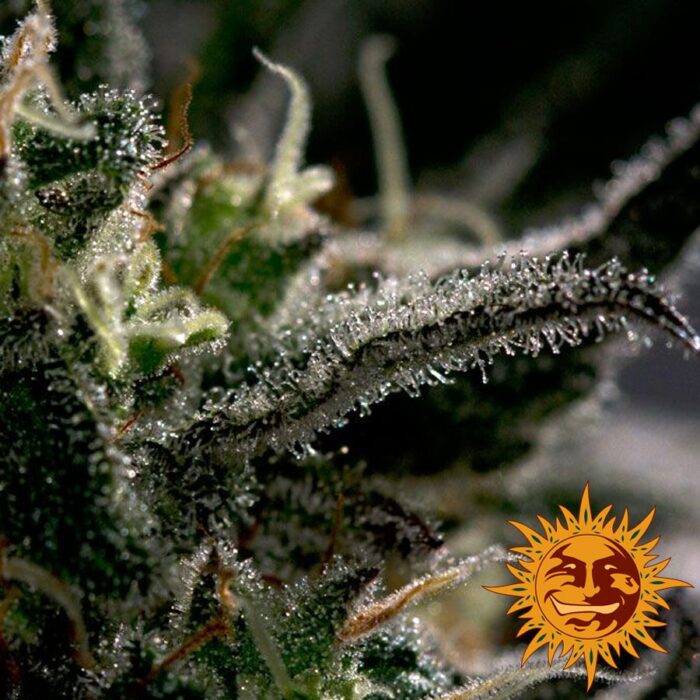Blueberry OG