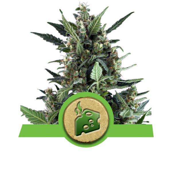 Blue Cheese Automatic