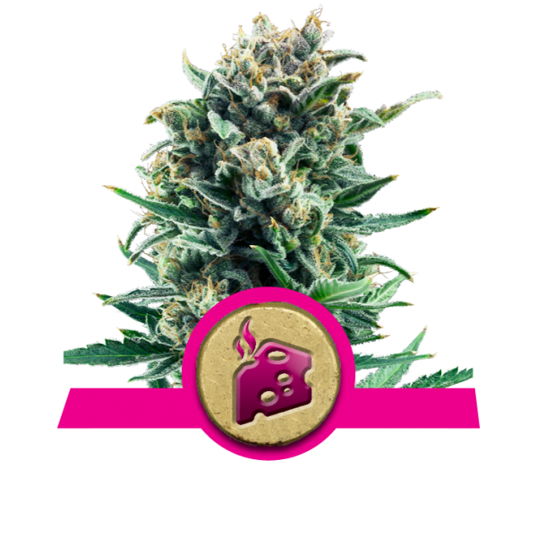 Blue Cheese