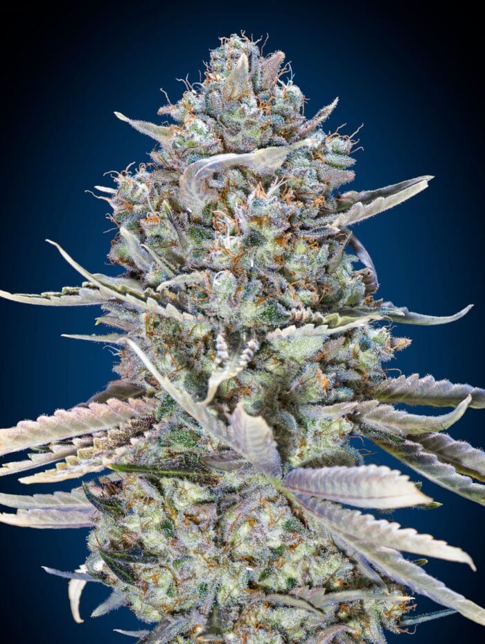 Blue Dream Fast