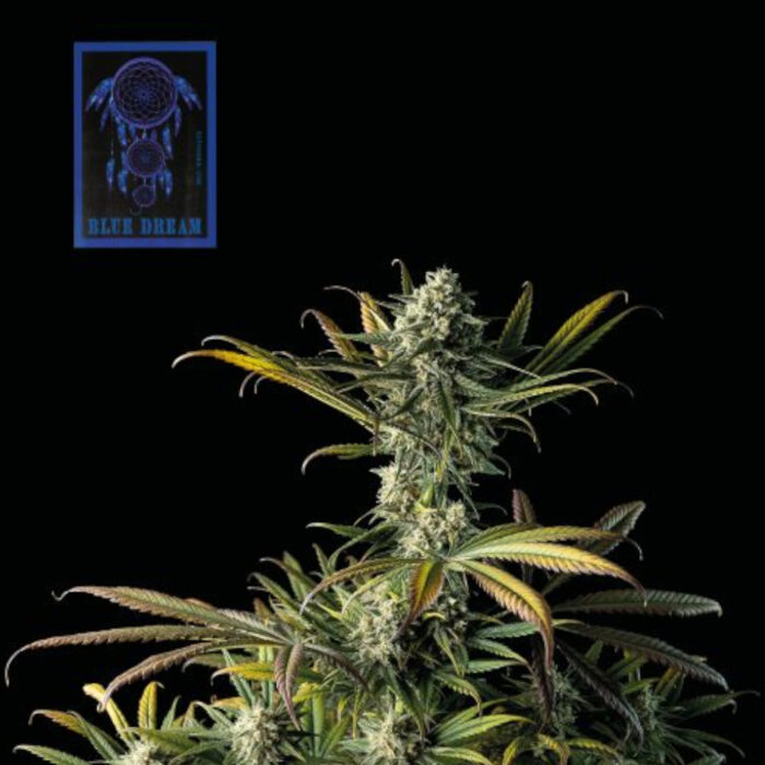Blue Dream
