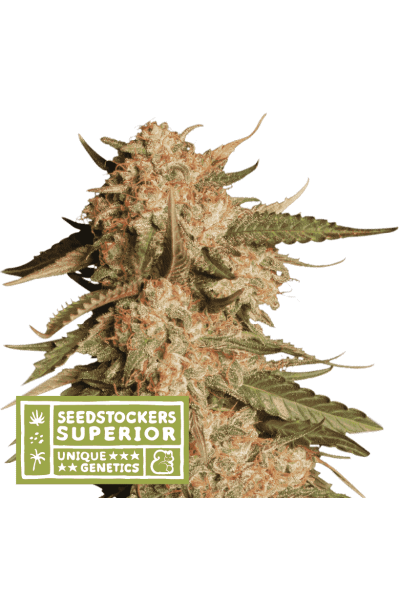 Blue Moby Auto