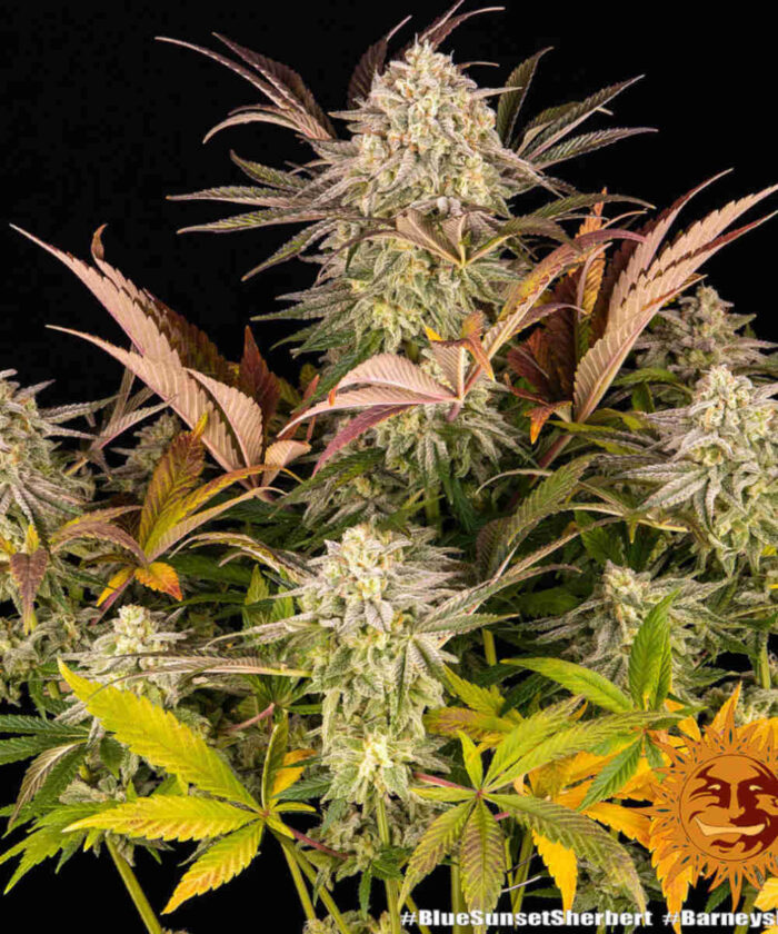 Blue Sunset Sherbert
