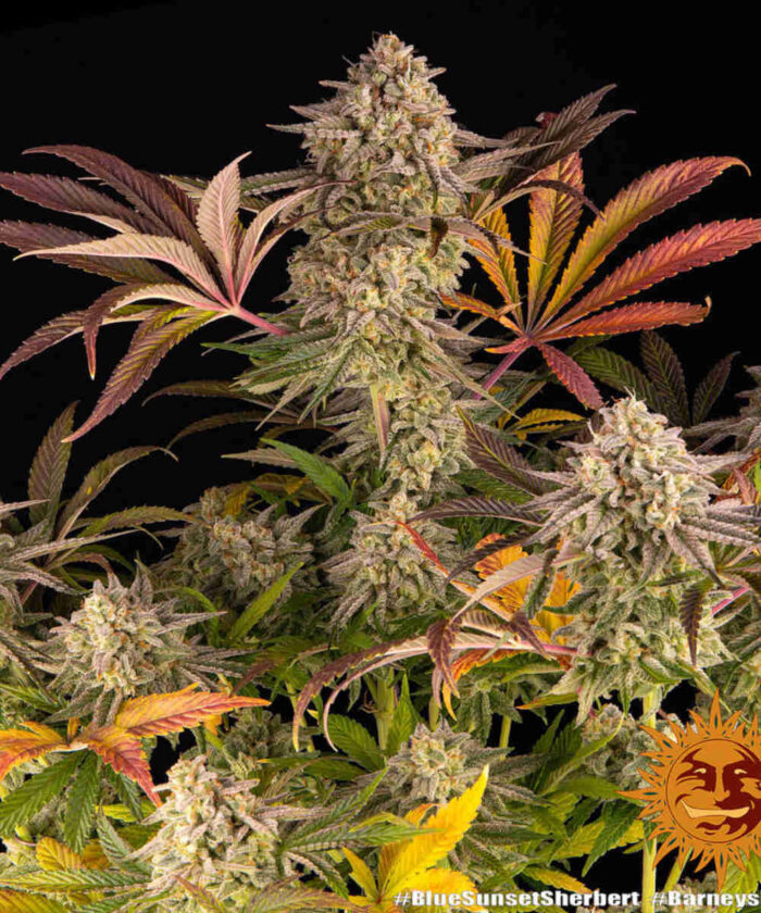 Blue Sunset Sherbert