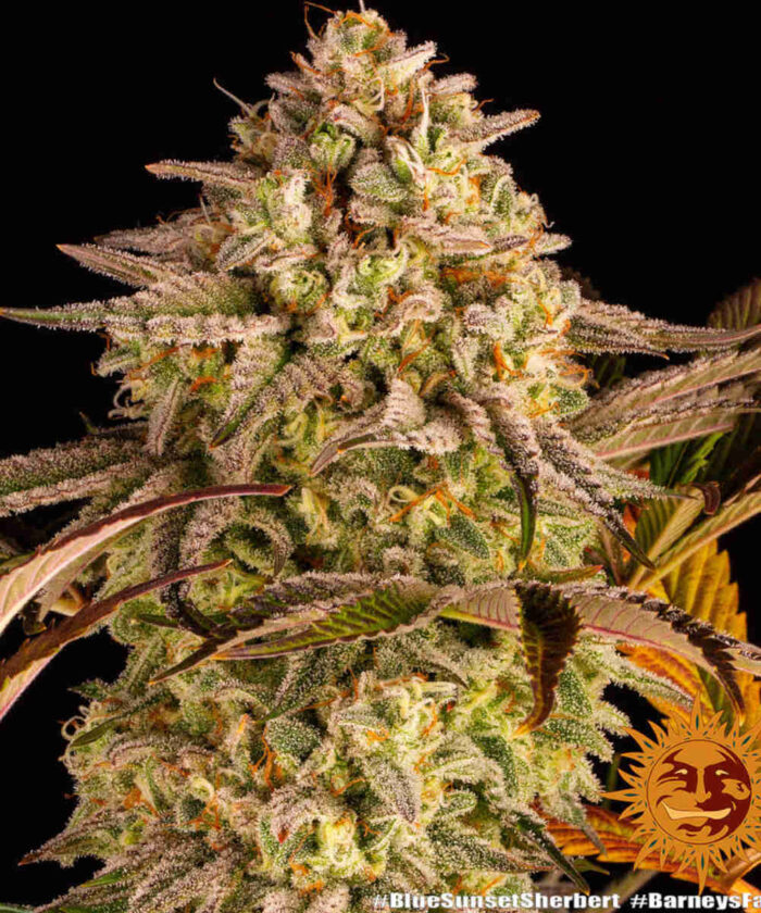 Blue Sunset Sherbert